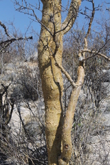 Bursera aptera