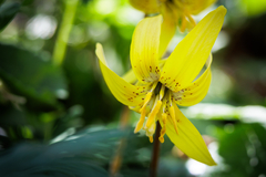 Erythronium umbilicatum, photograph (c) Kim H, some rights reserved (CC BY-SA)