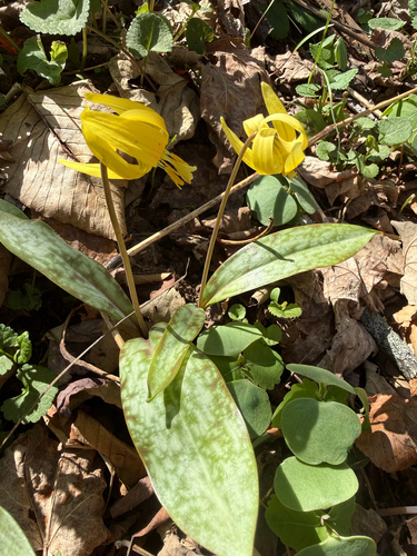 Erythronium umbilicatum, photograph 5