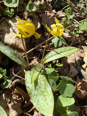 Erythronium umbilicatum, photograph (c) Kim H, some rights reserved (CC BY-SA)