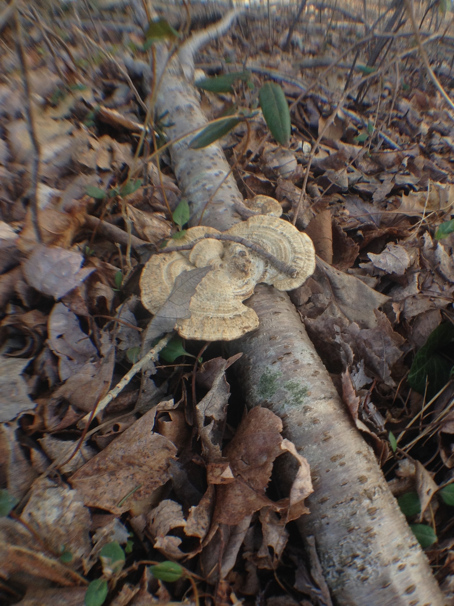 Daedaleopsis confragosa image