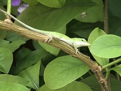 Anolis carolinensis