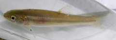Semotilus atromaculatus