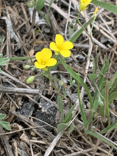 Gaslight Bladderpod (Physaria recurvata)