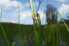 Litoria olongburensis