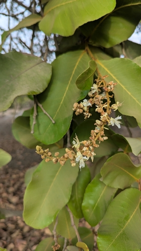 Neocarya macrophylla