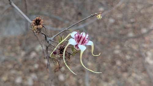 Strophanthus sarmentosus
