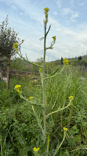 Sisymbrium officinale iNat (3)