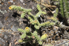 Opuntia pumila