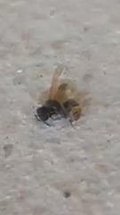 Brachygastra mellifica