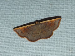 Picromorpha pyrrhopa