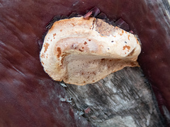 Phellinus arctostaphyli