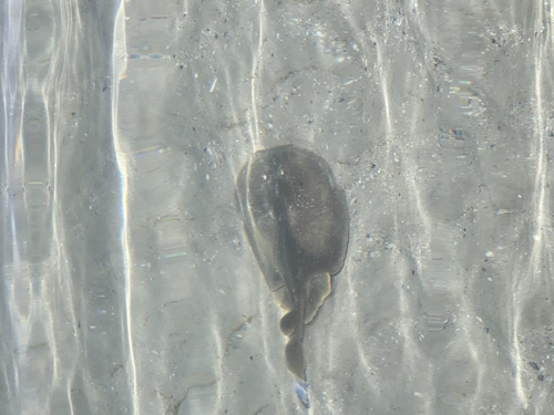 Onefin electric ray (Narke capensis) — Narkidae