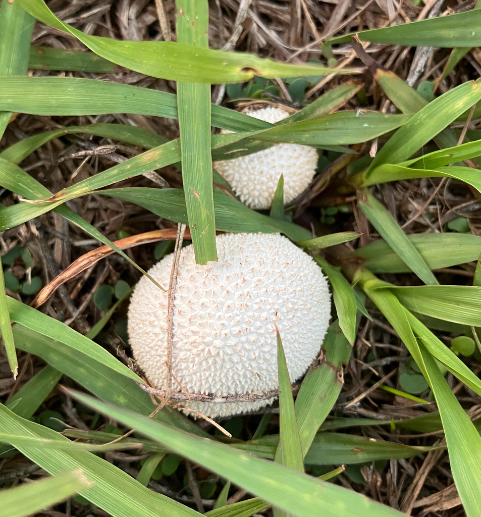 Lycoperdon marginatum · April 2026 · photo: © saherron (iNaturalist, cc0)
