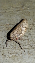Curtara