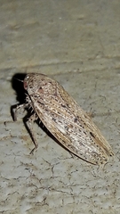 Curtara