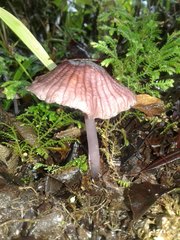 Mycena holoporphyra