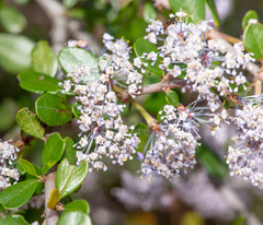 Ceanothus cuneatus ramulosus