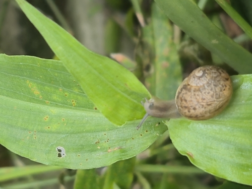 Garden Snail