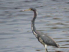 Egretta tricolor image