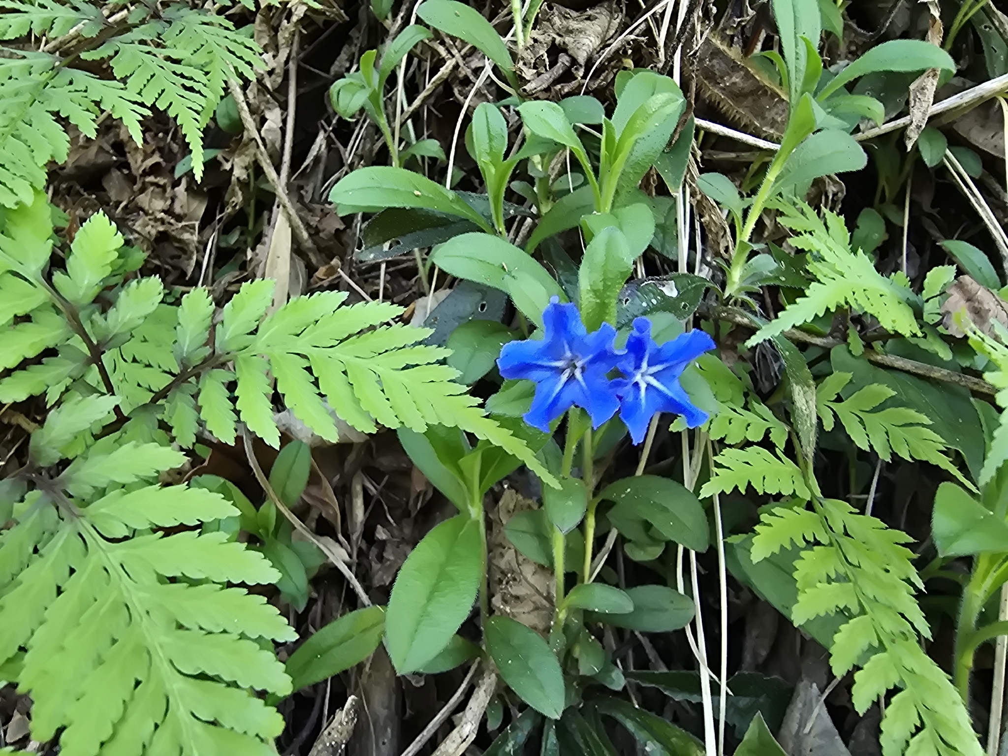 Aegonychon zollingeri