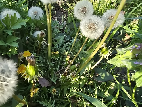 common dandelion (Taraxacum officinale)