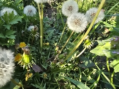 Le Pissenlit (Taraxacum officinale)