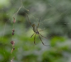 Trichonephila clavipes