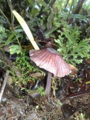Mycena holoporphyra