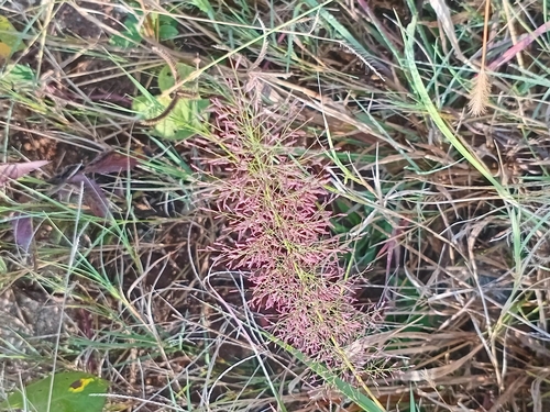 Eragrostis viscosa observed 2026-04-12