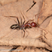 Melophorus rufoniger - Photo (c) Mark Ayers, some rights reserved (CC BY-NC), uploaded by Mark Ayers