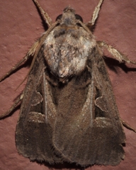 Feltia subgothica