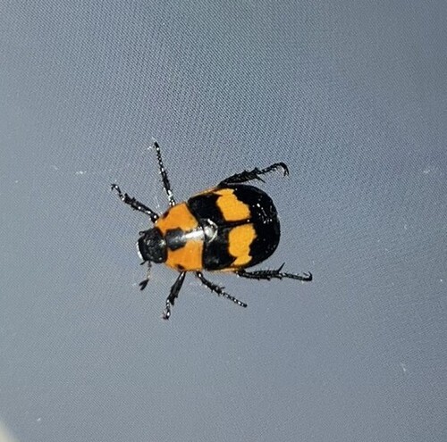 Anomala rufopartita