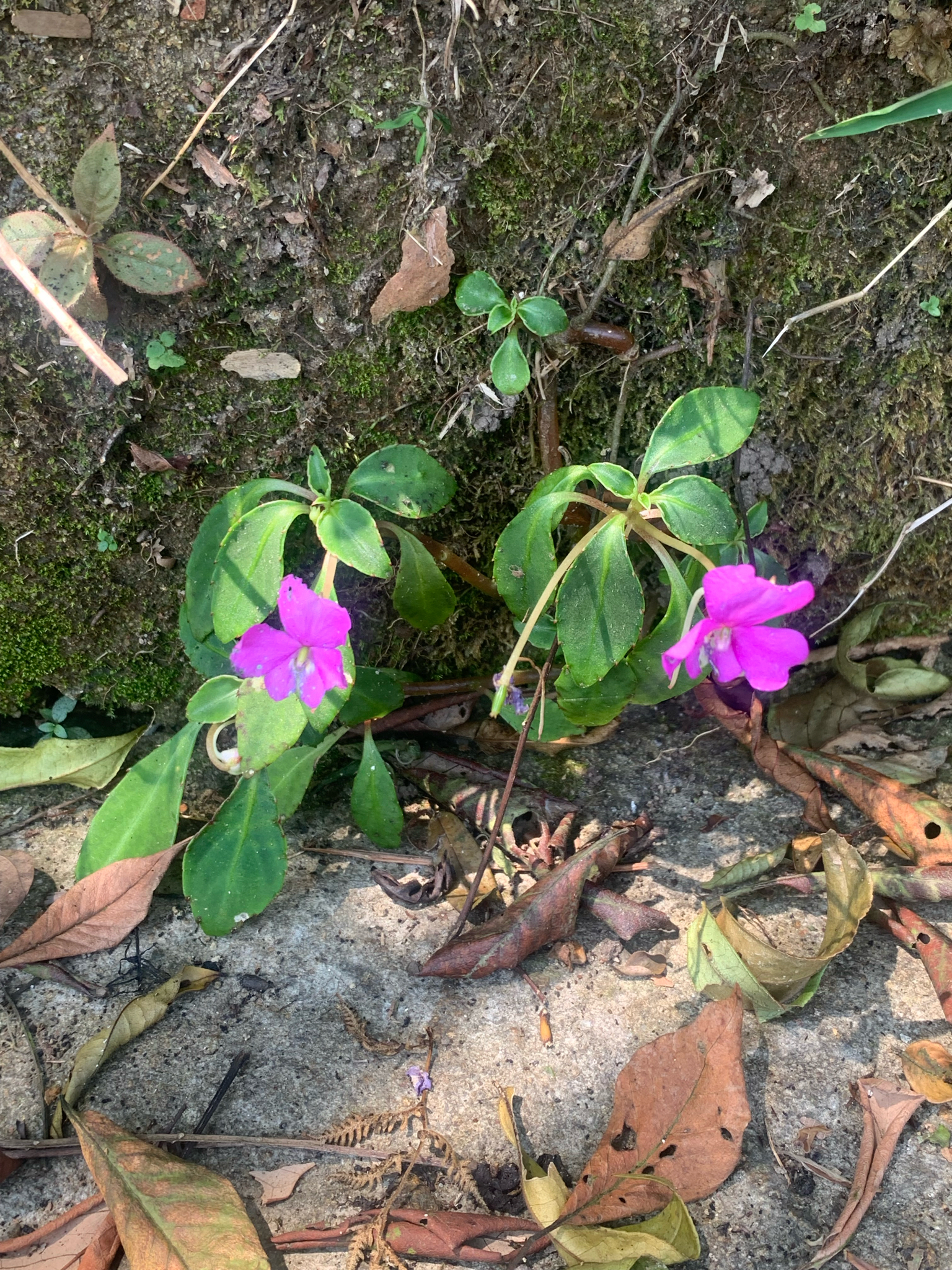 Impatiens walleriana (Impatiens walleriana)