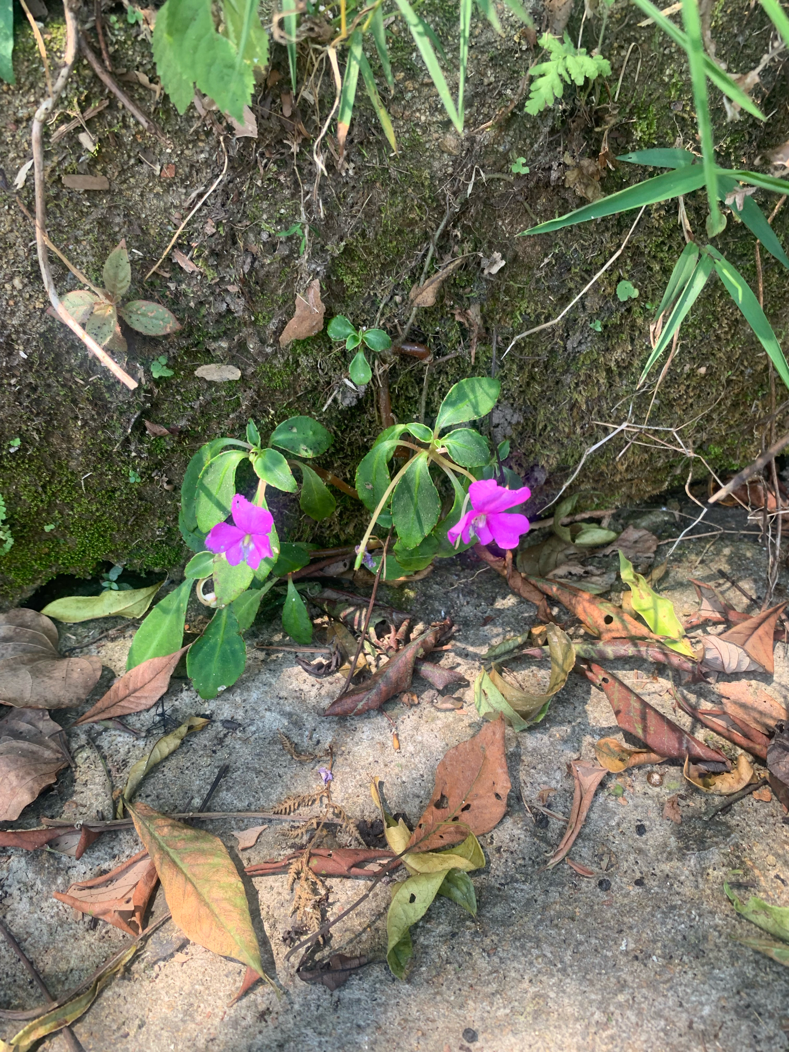 Impatiens walleriana — ảnh 2