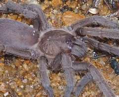 Selenocosmiinae