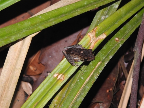 Pulchrana baramica