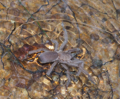 Selenocosmiinae
