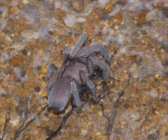 Selenocosmiinae