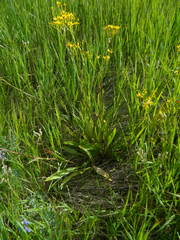 Senecio hydrophiloides