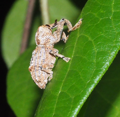 Orthorhinus