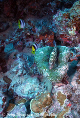 Epinephelus fasciatus