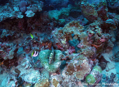 Epinephelus fasciatus