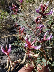 Astragalus preussii