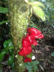 Drymonia coccinea