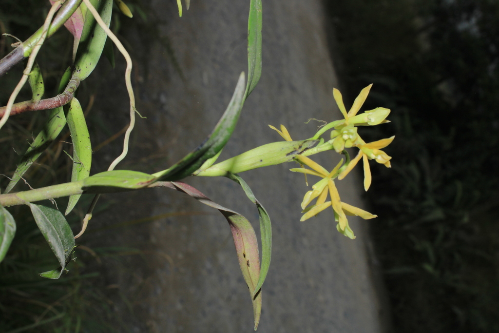 Epidendrum maderoi Schltr.