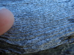 Xylographa parallela