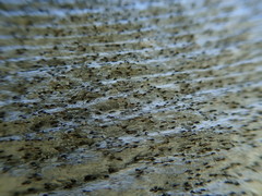 Xylographa parallela