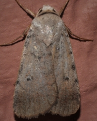 Anicla illapsa
