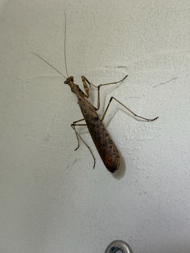 Brown Leaf Mantid